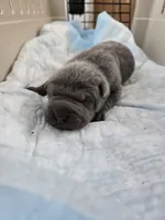 Blue two , a male Chinese Shar-Pei for sale in Rochester, NY – Photo 5 of 8