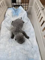 Blue two , a male Chinese Shar-Pei for sale in Rochester, NY – Photo 6 of 8