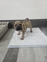 Kookie, a female Chinese Shar-Pei for sale in Rochester, NY – 3 of 8