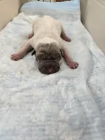 Amber , a female Chinese Shar-Pei for sale in Rochester, NY – Photo 4 of 9