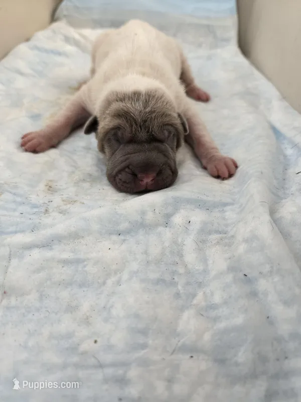 Amber  – Chinese Shar-Pei puppy for sale in Rochester, NY