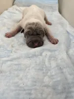 Amber , a female Chinese Shar-Pei for sale in Rochester, NY – Photo 2 of 9