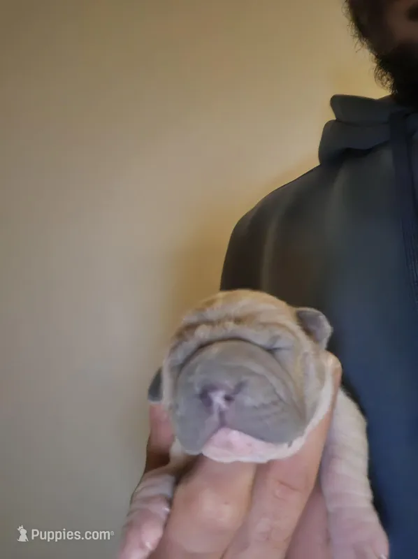 Amber  – Chinese Shar-Pei puppy for sale in Rochester, NY