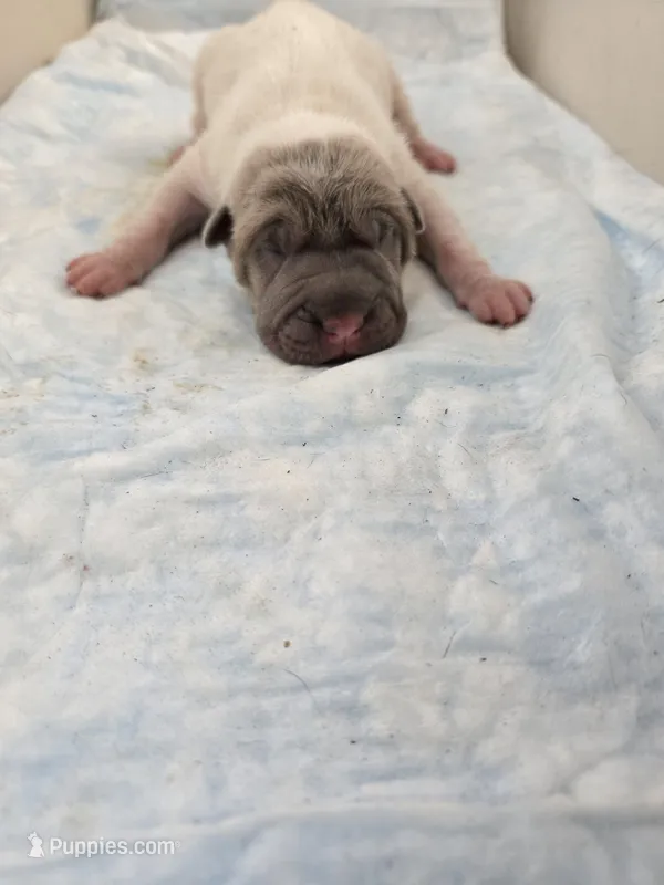 Amber , a female Chinese Shar-Pei for sale in Rochester, NY – Photo 1 of 9