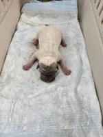 Amber , a female Chinese Shar-Pei for sale in Rochester, NY – Photo 3 of 9