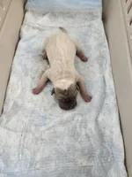 Amber , a female Chinese Shar-Pei for sale in Rochester, NY – Photo 7 of 9