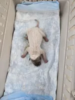 Amber , a female Chinese Shar-Pei for sale in Rochester, NY – Photo 8 of 9