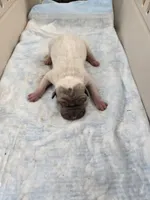 Amber , a female Chinese Shar-Pei for sale in Rochester, NY – Photo 6 of 9