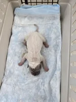 Amber , a female Chinese Shar-Pei for sale in Rochester, NY – Photo 9 of 9