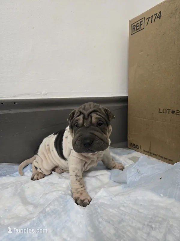 Trident  – Chinese Shar-Pei puppy for sale in Rochester, NY