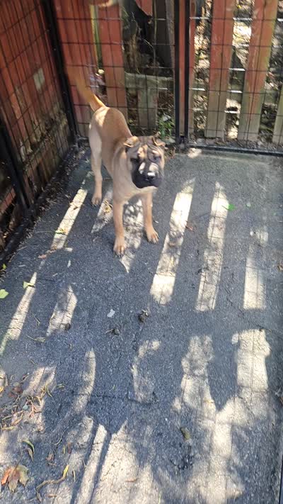 Big mamma , a female Chinese Shar-Pei for sale in Rochester, NY – 10 of 10