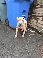 Sandman, a male Miniature Shar-Pei for sale in Rochester, NY – Photo 6 of 7