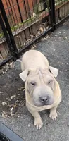 Sandman, a male Miniature Shar-Pei for sale in Rochester, NY – 8 of 8