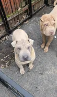 Sandman, a male Miniature Shar-Pei for sale in Rochester, NY – 5 of 8