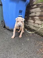 Sandman, a male Miniature Shar-Pei for sale in Rochester, NY – Photo 5 of 7