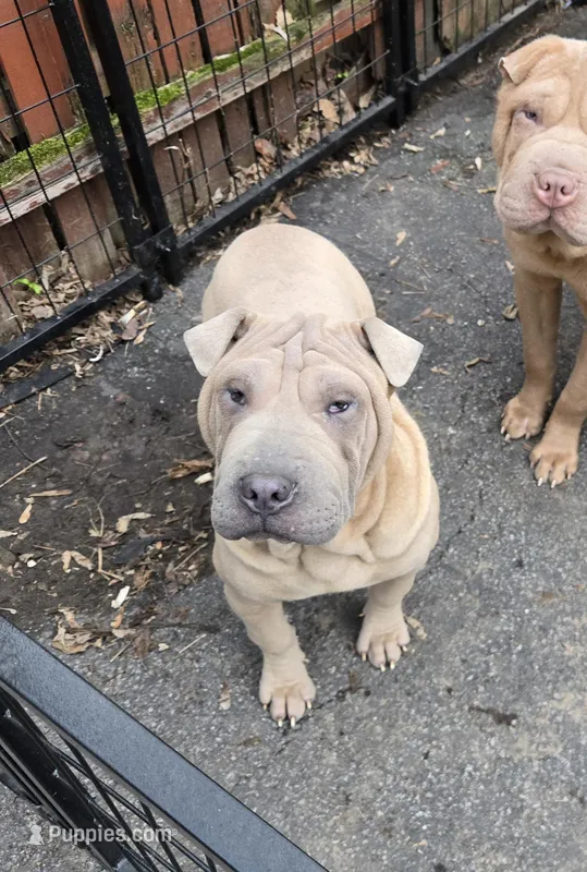 Sandman – Miniature Shar-Pei puppy for sale in Rochester, NY