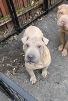 Sandman, a male Miniature Shar-Pei for sale in Rochester, NY – 1 of 8