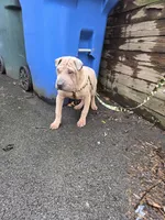 Sandman, a male Miniature Shar-Pei for sale in Rochester, NY – Photo 7 of 7