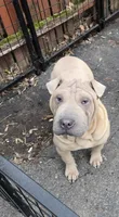 Sandman, a male Miniature Shar-Pei for sale in Rochester, NY – 6 of 8