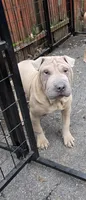 Sandman, a male Miniature Shar-Pei for sale in Rochester, NY – 2 of 8