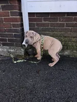 Sandman, a male Miniature Shar-Pei for sale in Rochester, NY – Photo 4 of 7