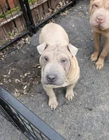 Sandman, a male Miniature Shar-Pei for sale in Rochester, NY – 3 of 8