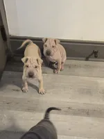 processed/0802b456-99b7-462d-bd14-2364cdf0daac/listing/cd5fe323-f4b9-4f14-8f57-e75f27213001/b2d6f31d-1062-4a14-805a-49a80deffe36