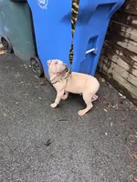 Sandman, a male Miniature Shar-Pei for sale in Rochester, NY – Photo 3 of 7