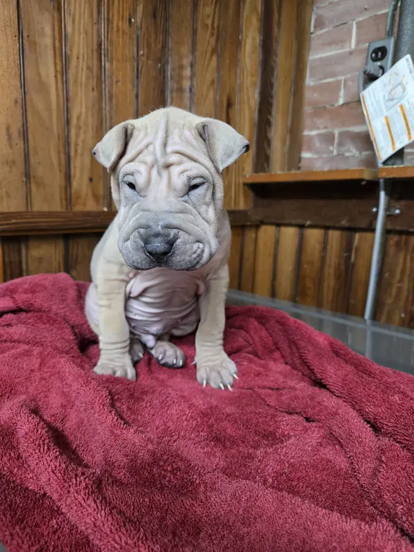 Sandman – Miniature Shar-Pei puppy for sale in Rochester, NY