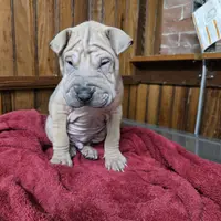 Sandman, a male Miniature Shar-Pei for sale in Rochester, NY – Photo 1 of 7