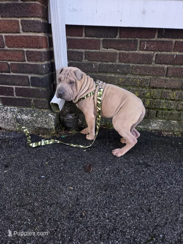 Sandman – Miniature Shar-Pei puppy for sale in Rochester, NY
