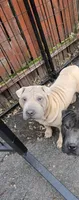 Sandman, a male Miniature Shar-Pei for sale in Rochester, NY – 4 of 8
