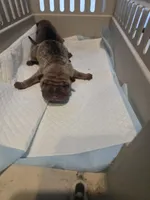 Kookie, a female Chinese Shar-Pei for sale in Rochester, NY – Photo 4 of 9