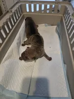 Kookie, a female Chinese Shar-Pei for sale in Rochester, NY – Photo 9 of 9