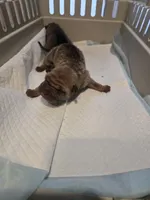 Kookie, a female Chinese Shar-Pei for sale in Rochester, NY – Photo 6 of 9