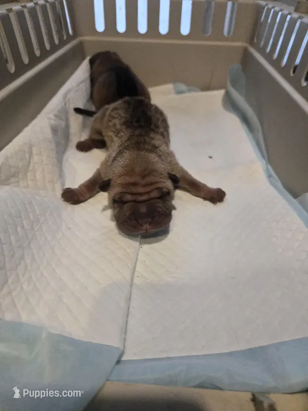 Kookie – Chinese Shar-Pei puppy for sale in Rochester, NY