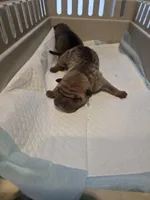 Kookie, a female Chinese Shar-Pei for sale in Rochester, NY – Photo 5 of 9