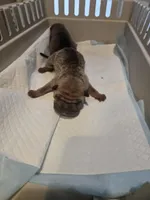 Kookie, a female Chinese Shar-Pei for sale in Rochester, NY – Photo 3 of 9