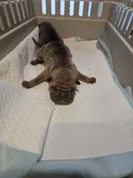 Kookie, a female Chinese Shar-Pei for sale in Rochester, NY – Photo 7 of 9