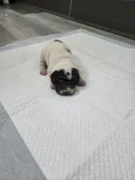 Milk dud, a male Chinese Shar-Pei for sale in Rochester, NY – Photo 4 of 10