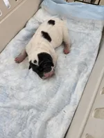 Milk dud, a male Chinese Shar-Pei for sale in Rochester, NY – Photo 6 of 10