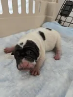 Milk dud, a male Chinese Shar-Pei for sale in Rochester, NY – Photo 3 of 10