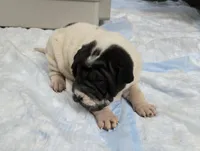 Milk dud, a male Chinese Shar-Pei for sale in Rochester, NY – Photo 9 of 10