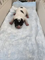 Milk dud, a male Chinese Shar-Pei for sale in Rochester, NY – Photo 9 of 10