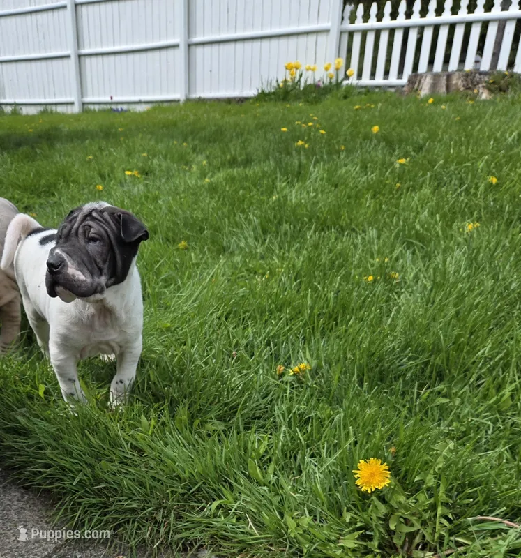 Milk dud – Chinese Shar-Pei puppy for sale in Rochester, NY