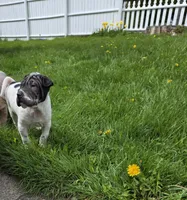 Milk dud, a male Chinese Shar-Pei for sale in Rochester, NY – 1 of 4