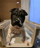 Milk dud, a male Chinese Shar-Pei for sale in Rochester, NY – Photo 6 of 9