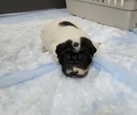 Milk dud, a male Chinese Shar-Pei for sale in Rochester, NY – Photo 7 of 10