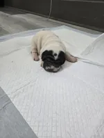 Milk dud, a male Chinese Shar-Pei for sale in Rochester, NY – Photo 2 of 10