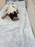 Milk dud, a male Chinese Shar-Pei for sale in Rochester, NY – Photo 2 of 10